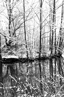 Pond in winter - east of France