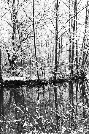 Pond in winter - east of France