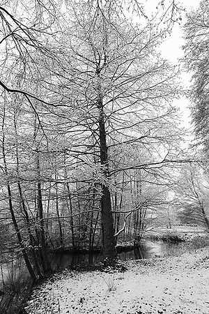 Pond in winter - east of France