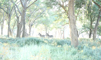 Zambia - Lower Zambezi NP