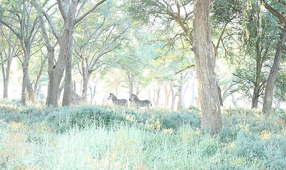 Zambia - Lower Zambezi NP