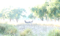 Zambia - Lower Zambezi NP