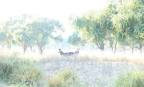 Zambia - Lower Zambezi NP