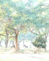 Zambia - Lower Zambezi NP