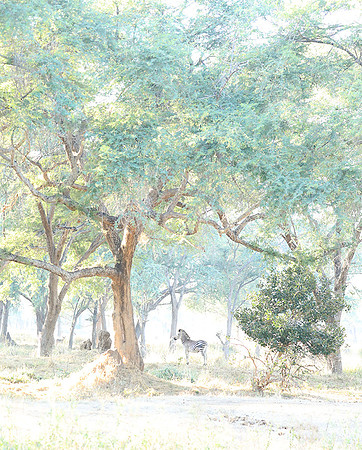 Zambia - Lower Zambezi NP