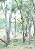 Zambia - Lower Zambezi NP