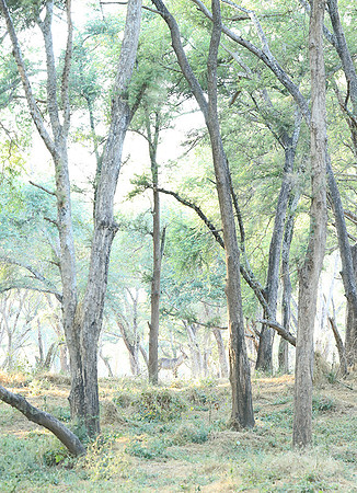 Zambia - Lower Zambezi NP