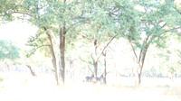 Zambia - Lower Zambezi NP