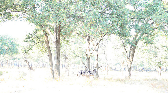 Zambia - Lower Zambezi NP