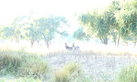 Zambia - Lower Zambezi NP