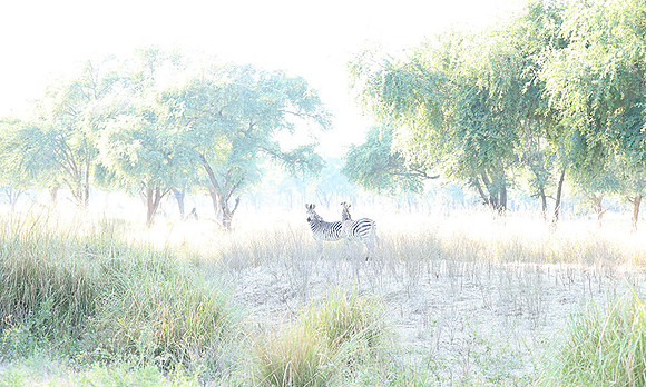 Zambia - Lower Zambezi NP