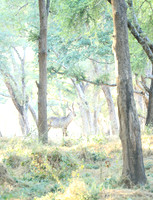 Zambia - Lower Zambezi NP