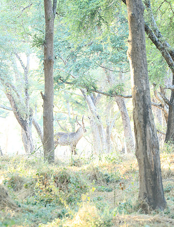 Zambia - Lower Zambezi NP
