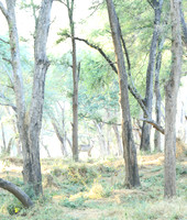Zambia - Lower Zambezi NP