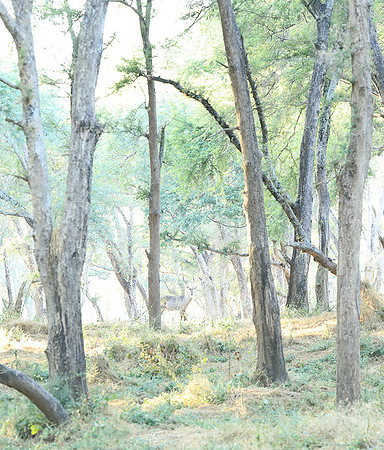 Zambia - Lower Zambezi NP