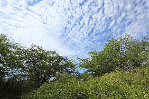 Lanscape near the lagoon