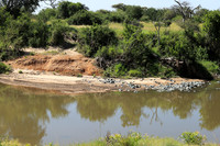 Serengeti