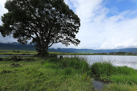 Ngorongoro crater