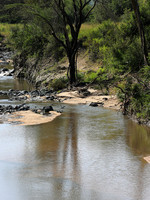 Serengeti