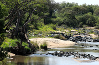 Serengeti