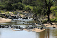 Serengeti