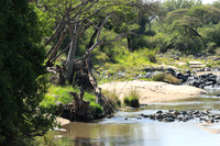 Serengeti