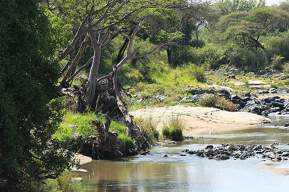 Serengeti