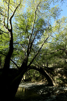 Medieval bridge near Pafos : Roudia bridge