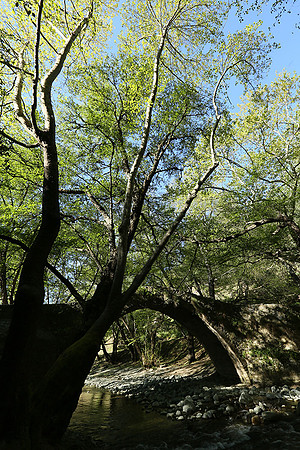 Medieval bridge near Pafos : Roudia bridge
