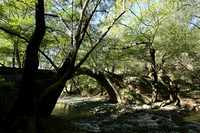 Medieval bridge near Pafos : Roudia bridge