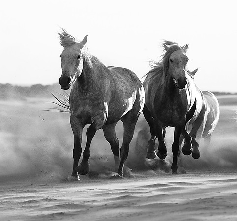 Horses - Camargue