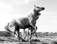 Camargue