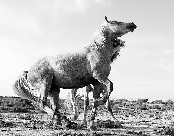 Camargue