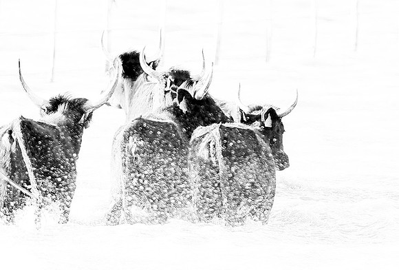 Black bulls - Camargue