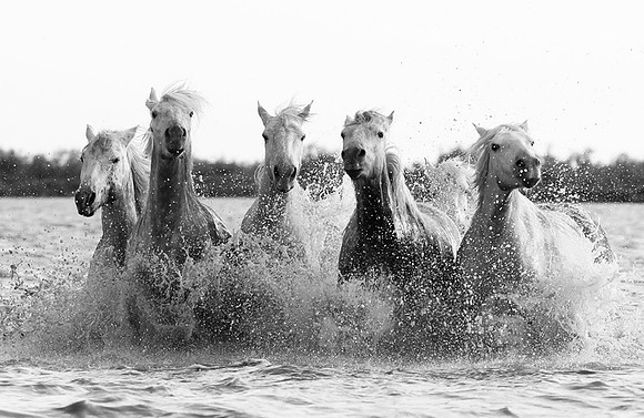 Horses - Camargue