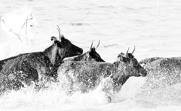Black bulls - Camargue