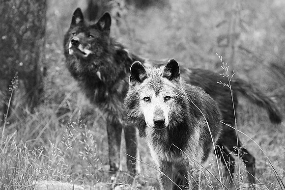Black wolf - Parc animalier de ste Croix