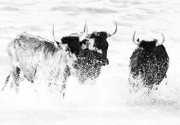 Black bulls - Camargue