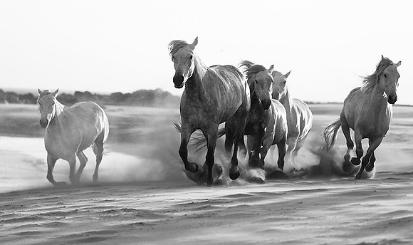 Horses - Camargue