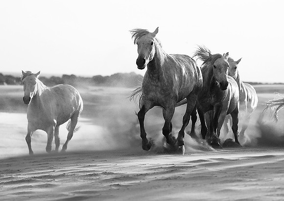 Horses - Camargue
