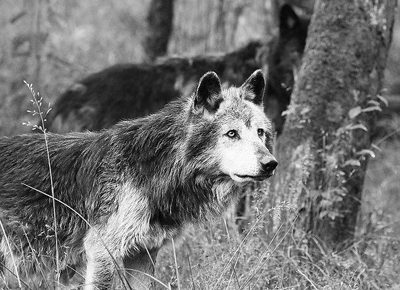 Black wolf - Parc animalier de ste Croix