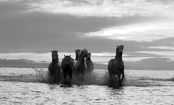 Horses - Camargue