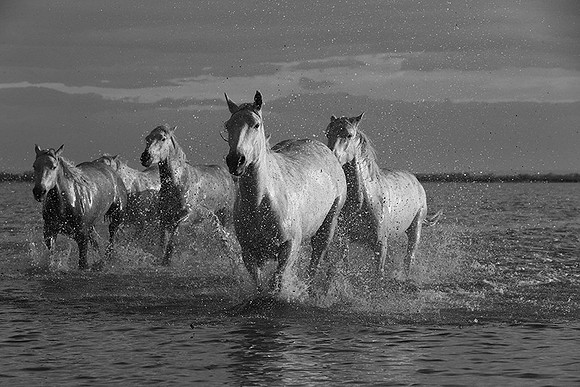 Horses in the water - Camargue