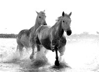 Camargue