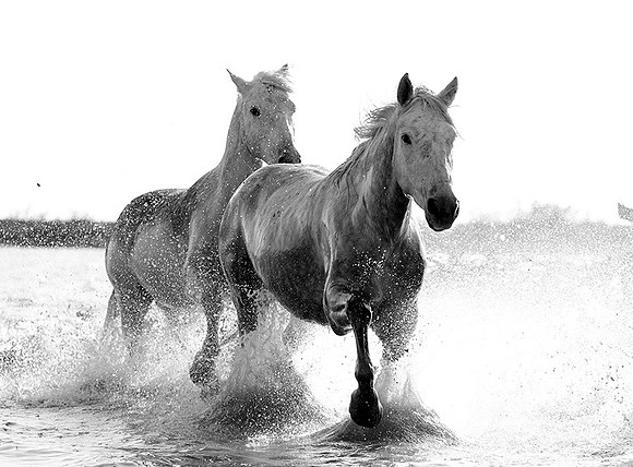 Camargue