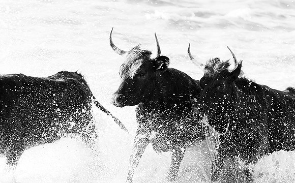 Black bulls - Camargue