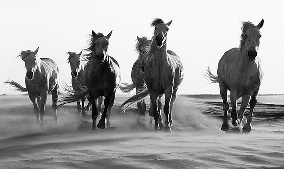 Horses in sand dunes - Camargue