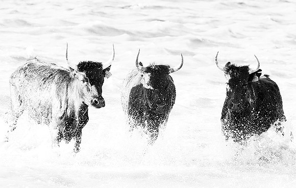 Black bulls - Camargue