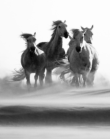 Horses in sand dunes - Camargue