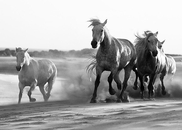 Horses - Camargue
